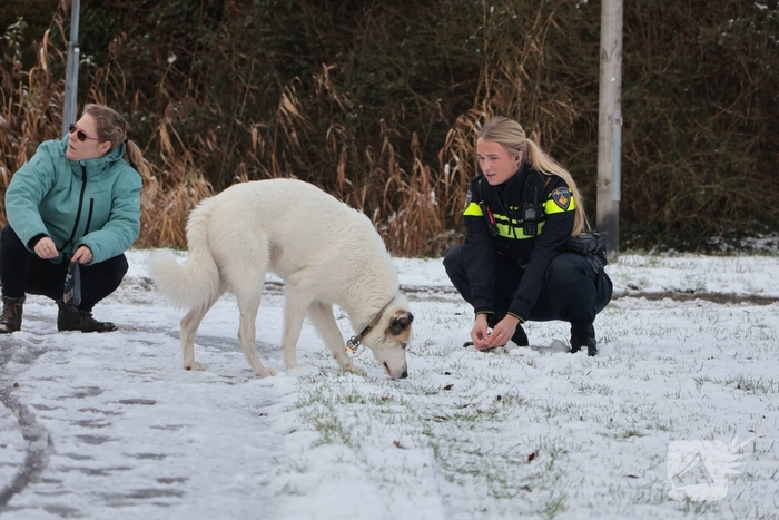 Ontsnapte hond Rylin na kat en muisspel van twee uur gevangen
