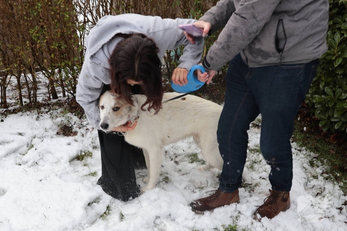 Ontsnapte hond Rylin na kat en muisspel van twee uur gevangen