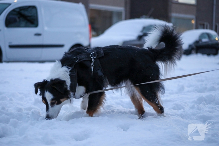 Sneeuwpret voor dier en mens