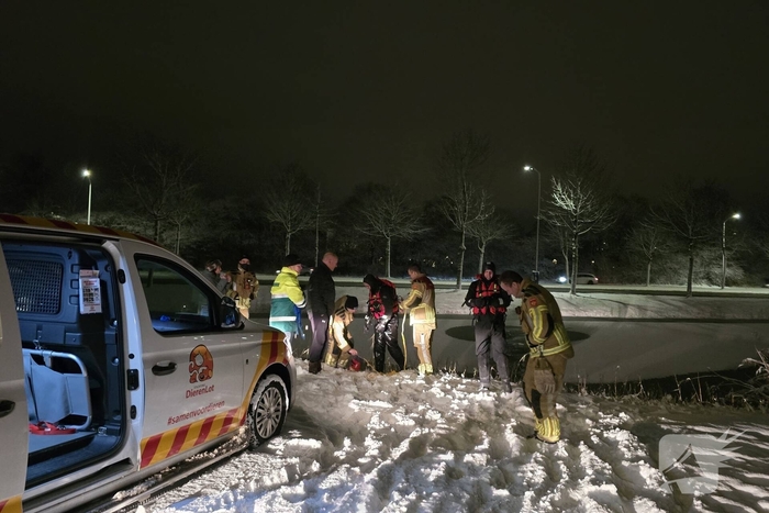 Duikteam ingeschakeld voor vastzittende zwaan