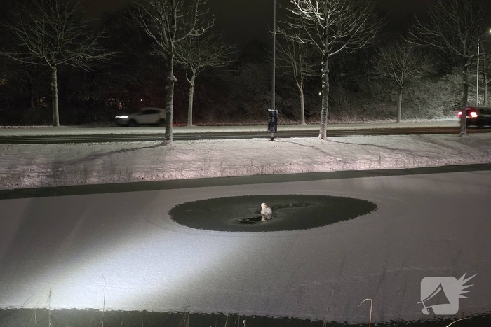 Duikteam ingeschakeld voor vastzittende zwaan