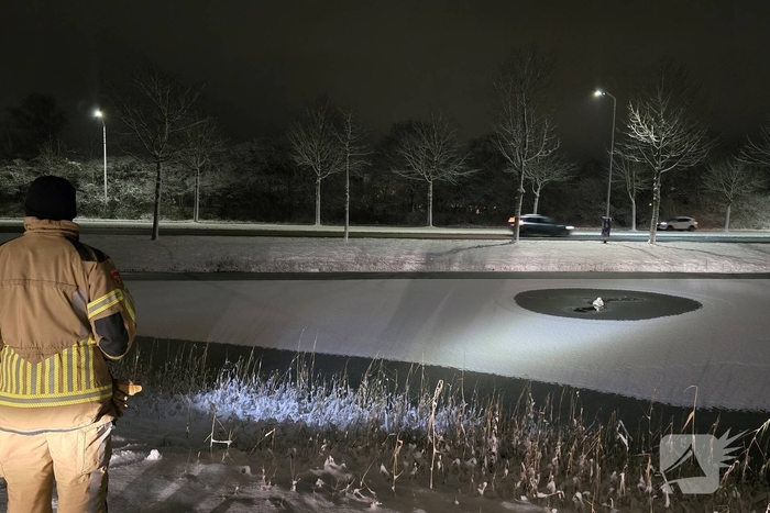 Duikteam ingeschakeld voor vastzittende zwaan
