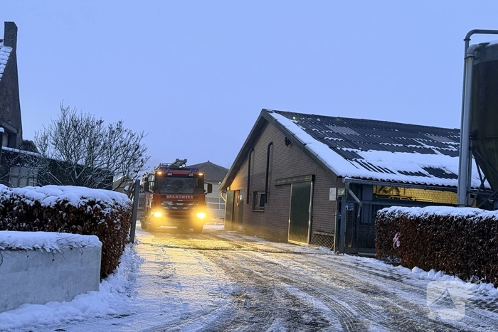 Instorting van stal zorgt voor vastzittende kalveren