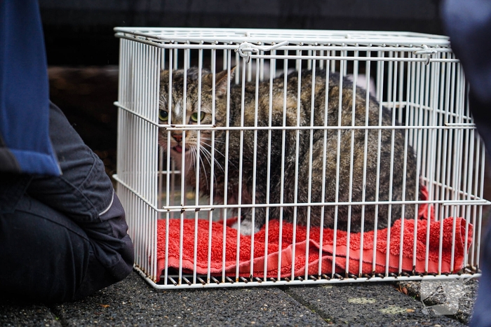 Bewoners niet thuis tijdens zolderbrand, twee katten gered