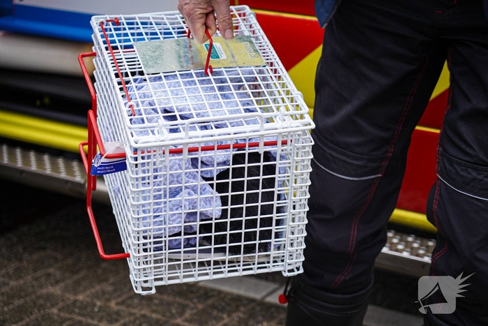 Bewoners niet thuis tijdens zolderbrand, twee katten gered