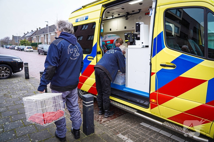 Bewoners niet thuis tijdens zolderbrand, twee katten gered
