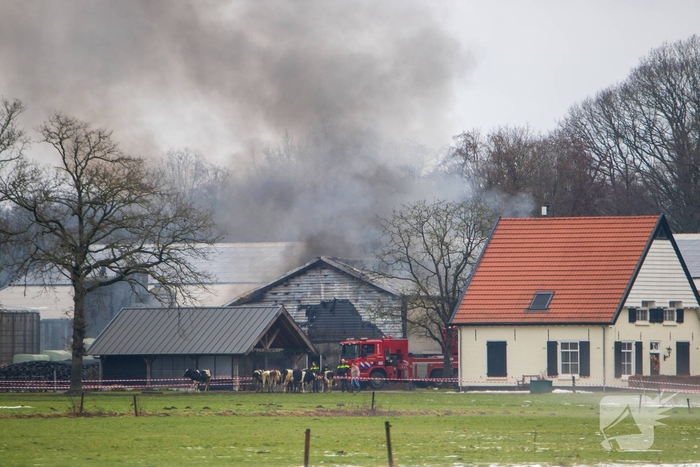 Brand in grote stal brengt vee in veiligheid