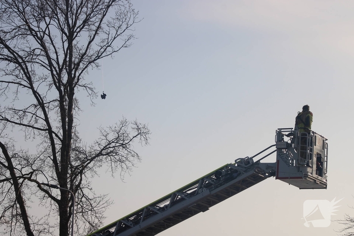 Brandweer redt duif uit boom