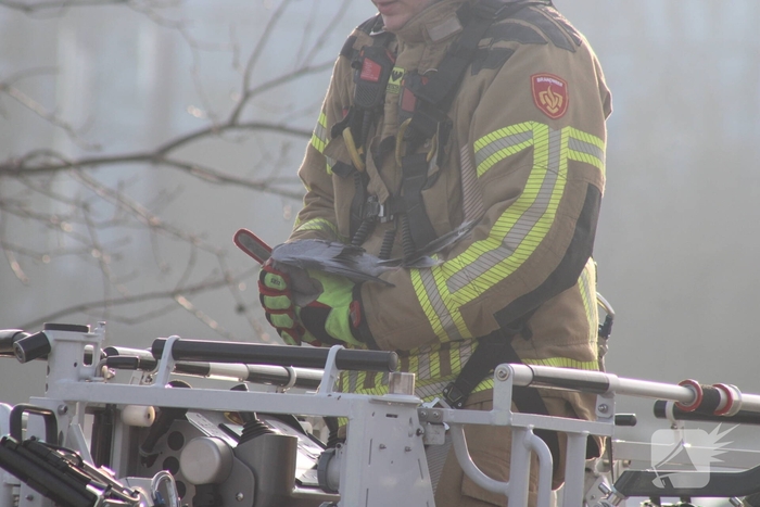 Brandweer redt duif uit boom