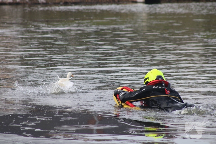 Brandweer probeert eend te redden uit het water