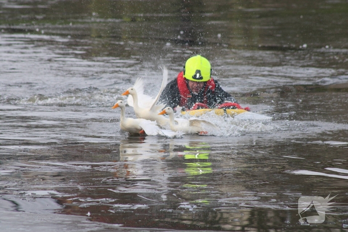 Brandweer probeert eend te redden uit het water