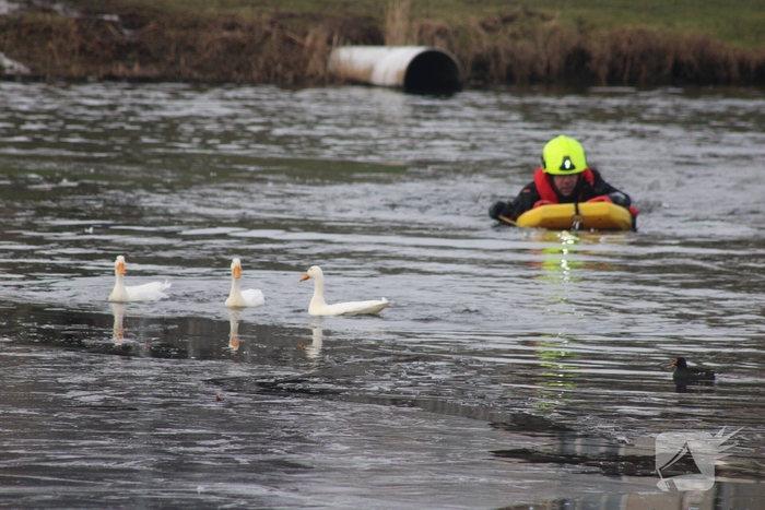 Brandweer probeert eend te redden uit het water