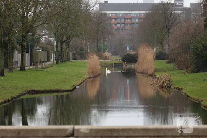 Bestuurder botst tegen lantaarnpaal na uitwijken voor zwaan