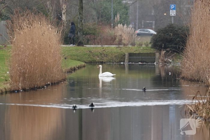 Bestuurder botst tegen lantaarnpaal na uitwijken voor zwaan