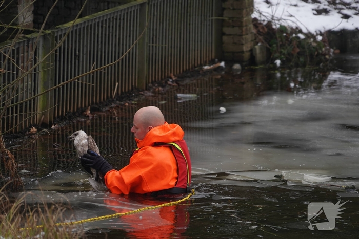 Brandweer redt vogel uit het ijs