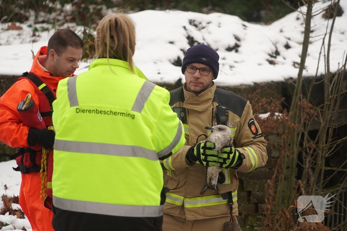 Brandweer redt vogel uit het ijs