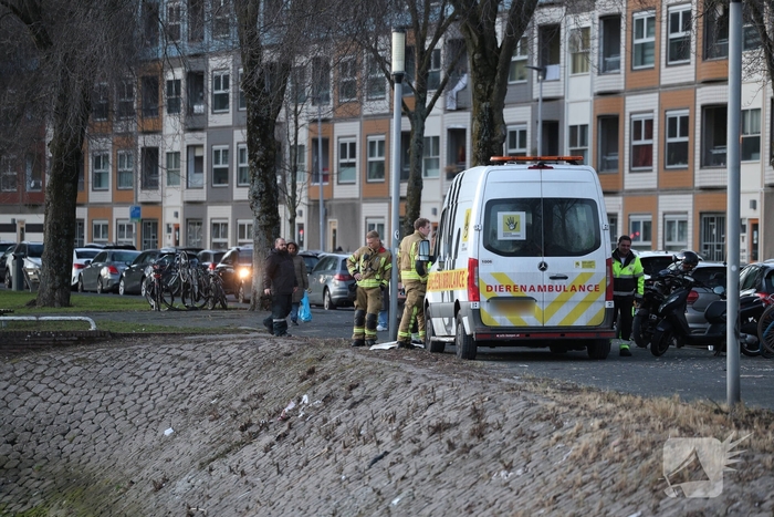 Zwaan gewond door mishandeling met stenen