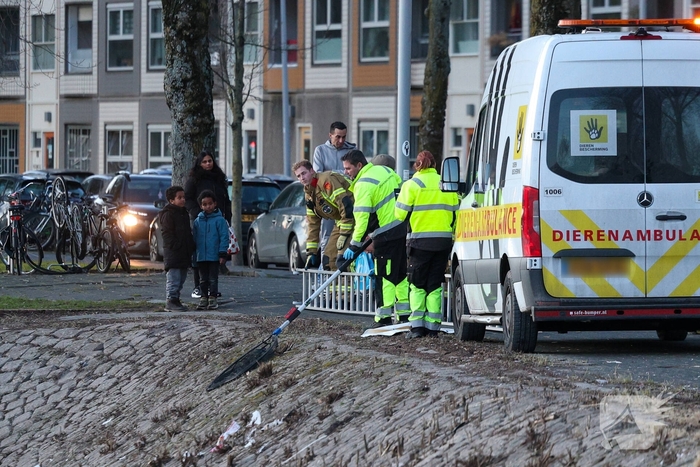 Zwaan gewond door mishandeling met stenen