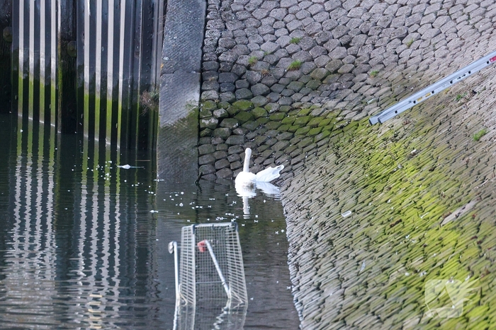 Zwaan gewond door mishandeling met stenen