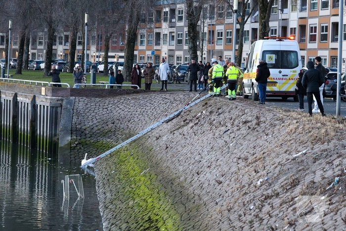 Zwaan gewond door mishandeling met stenen
