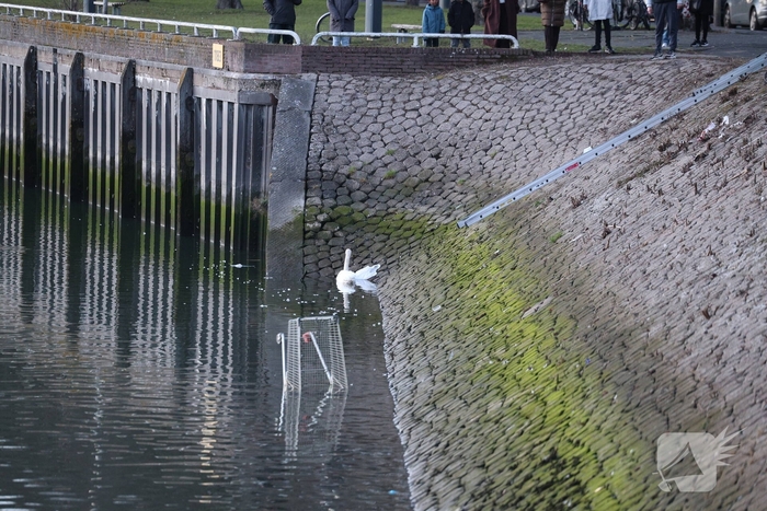 Zwaan gewond door mishandeling met stenen