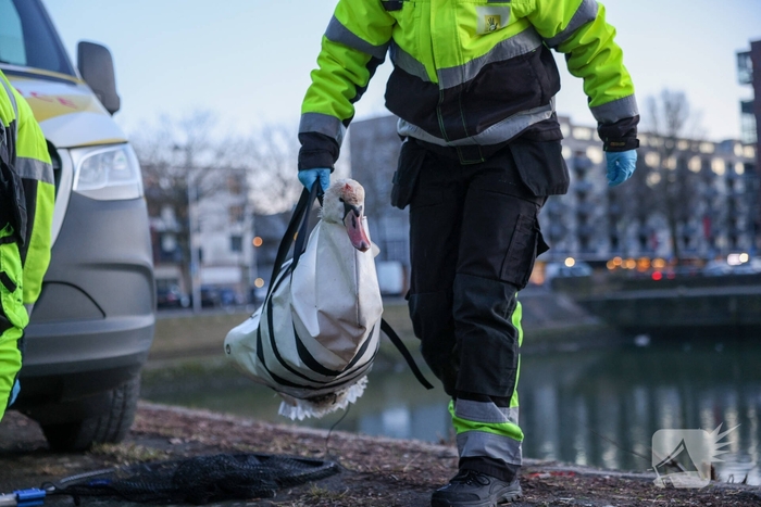 Zwaan gewond door mishandeling met stenen