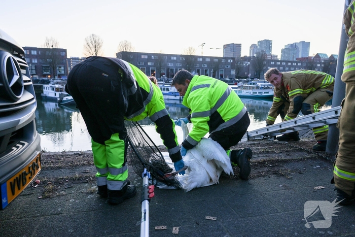 Zwaan gewond door mishandeling met stenen