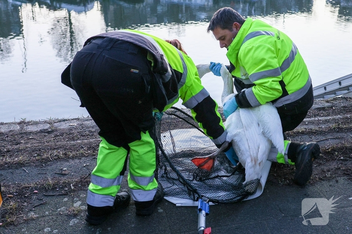 Zwaan gewond door mishandeling met stenen