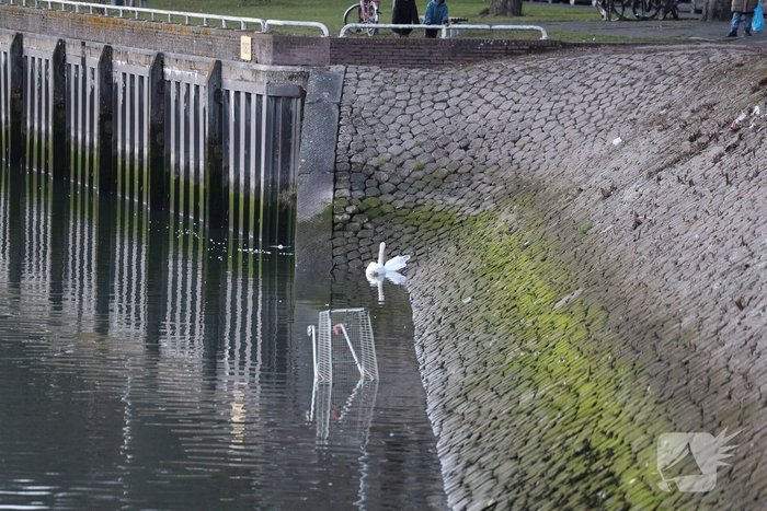 Zwaan gewond door mishandeling met stenen