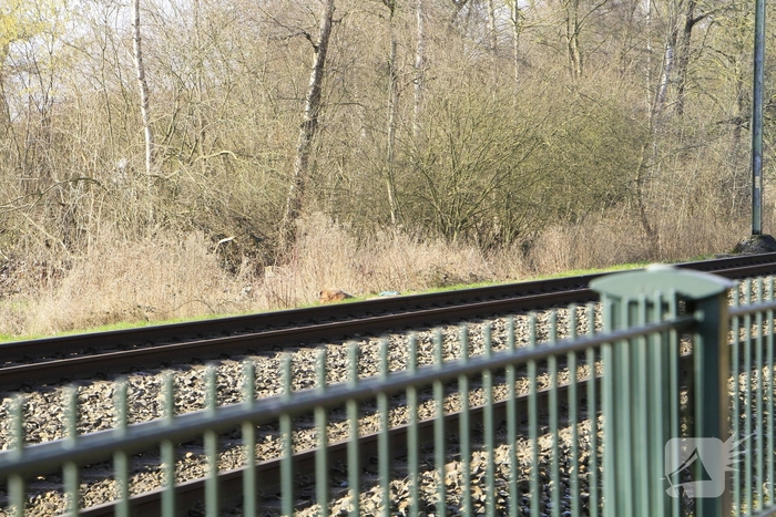 Hond overleden na aanrijding met trein