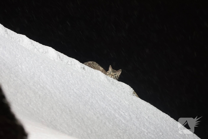 Brandweer redt kat van dak