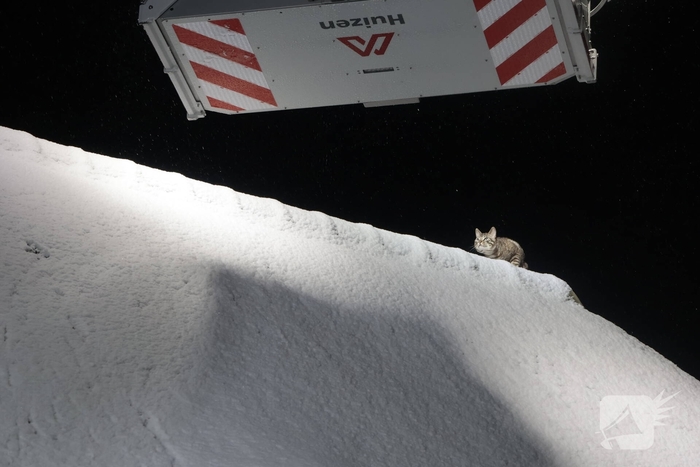 Brandweer redt kat van dak