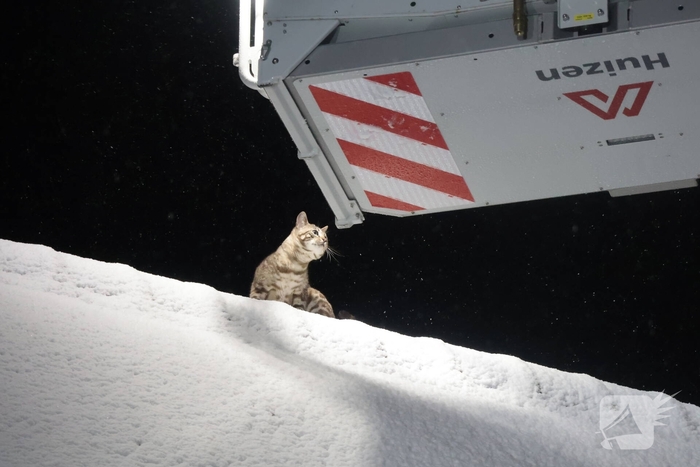 Brandweer redt kat van dak