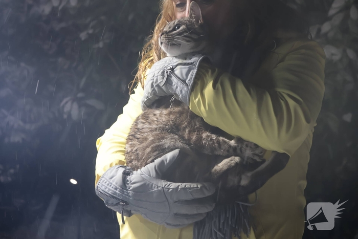 Brandweer redt kat van dak