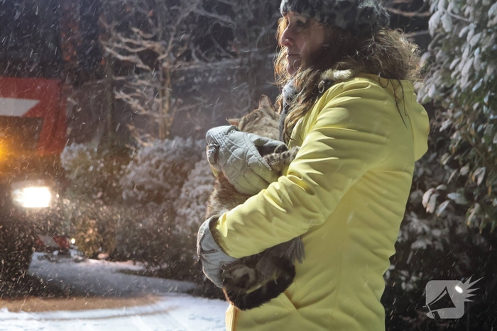 Brandweer redt kat van dak