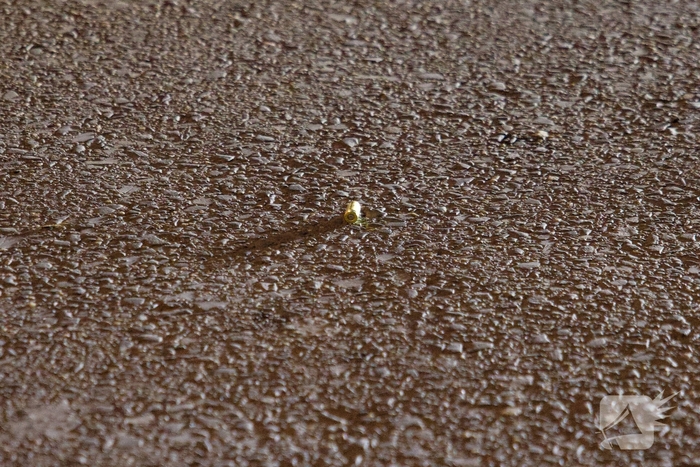 Twee verdachten van schietpartij in beeld, één opgepakt en uitgeleverd