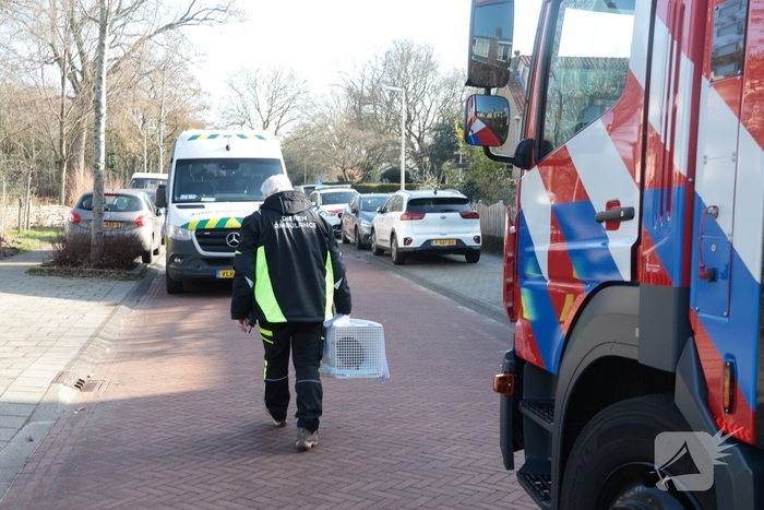 Woningbrand leidt tot redding van kat