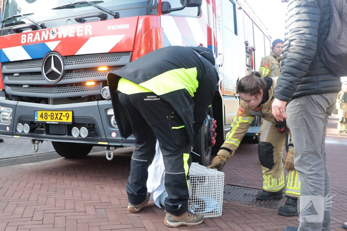 Woningbrand leidt tot redding van kat