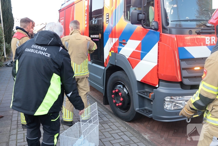 Woningbrand leidt tot redding van kat