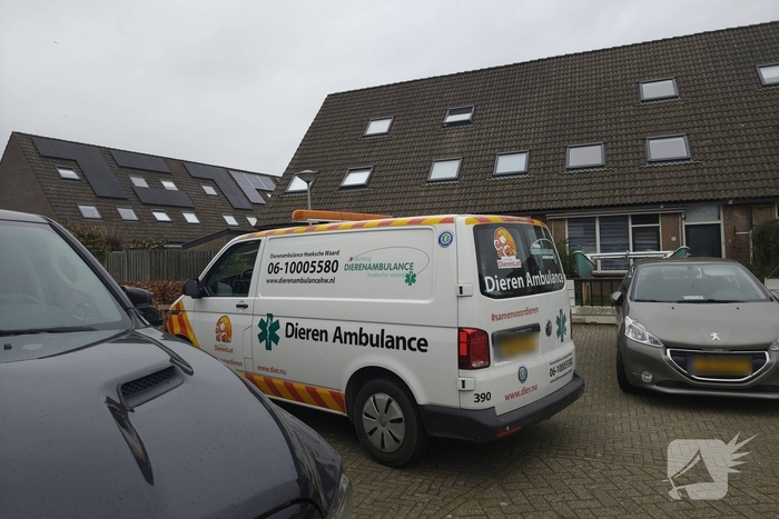 Brandweer helpt kat in nood