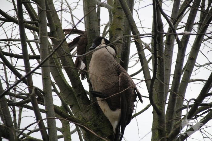 Brandweervrouw redt gans uit boom