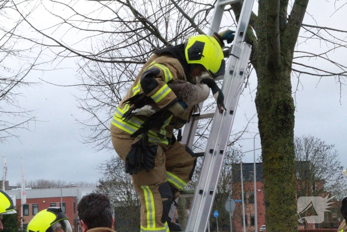 Brandweervrouw redt gans uit boom