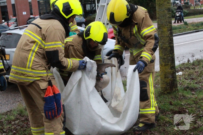 Brandweervrouw redt gans uit boom