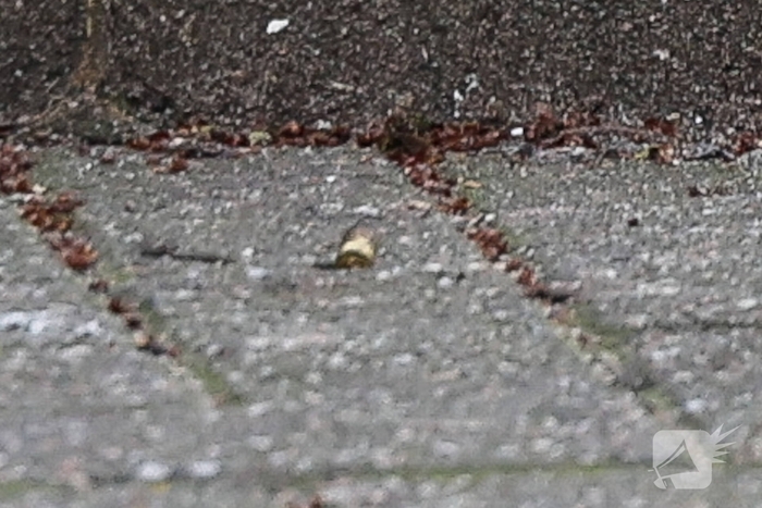 Schietpartij in Rotterdam: politie zoekt daders