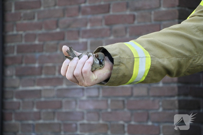 Brandweer redt mus uit afzuiginstallatie