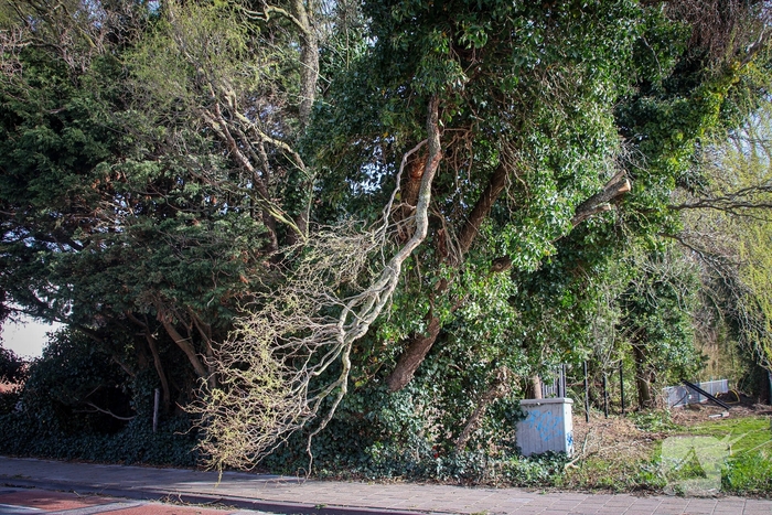 Brandweer verwijdert gevaarlijke takken na bijna ongeval