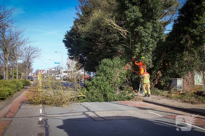 Brandweer verwijdert gevaarlijke takken na bijna ongeval