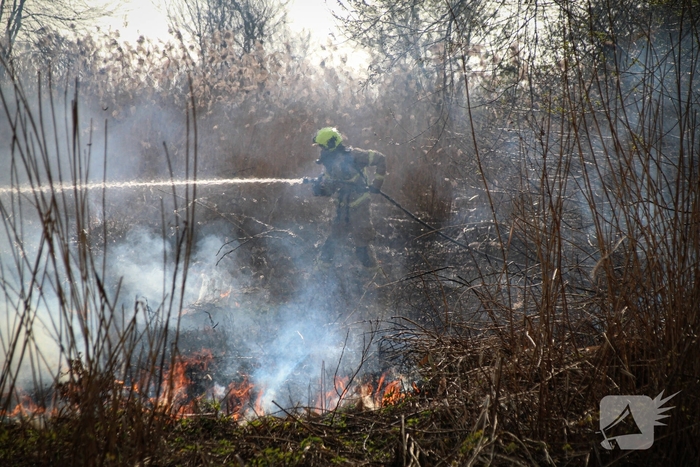 Brand verwoest riet langs het water