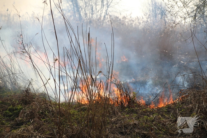 Brand verwoest riet langs het water