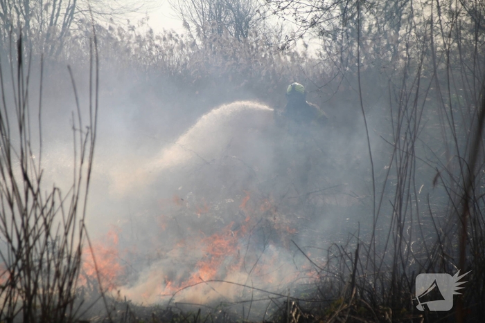 Brand verwoest riet langs het water